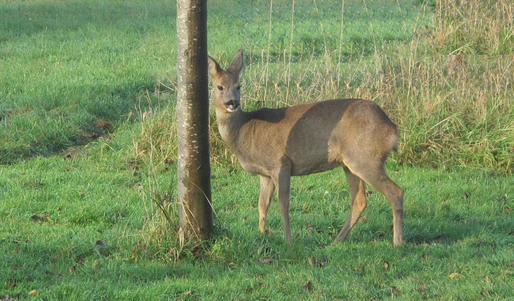 Le Mont D'Auge Bed and Breakfast Canapville  Buitenkant foto